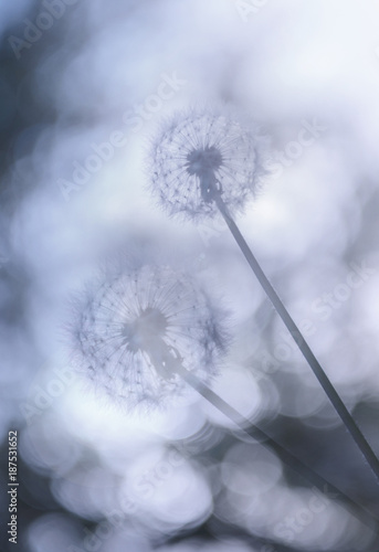 dandelions-przeciw-pieknemu-zamazanemu-niebu