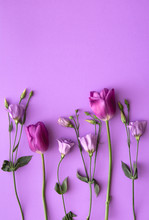 Purple Tulips And Roses On Purple Background