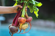 © Monica Murphy/Stocksy - Child holds out handful or organic beets