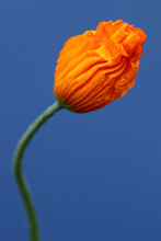 Welsh Poppy Flower Right Before Unfolding