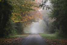 Country Road And Autumnal Trees In Fog. Norfolk, UK.