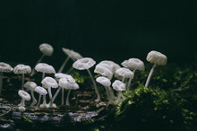 Wild Mushrooms On Green Moss