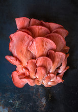 Close Up View Of Oyster Mushroom