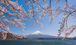 © Leslie Taylor/Stocksy - Cherry Blossoms Hanging Over Fuji