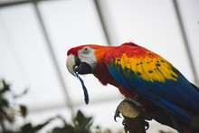A Parrot Closeup