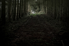 Wald Weg Im Wald Zu Einer Lichtung Mit Bäumen Und Blättern 