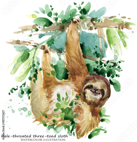 Fotografía Watercolor sloth illustration. tropical animal