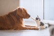canvas print picture - The Golden retriever and the kitten