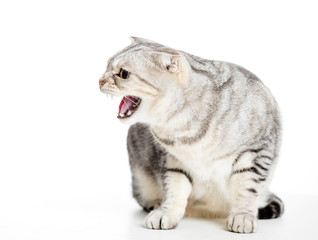 Angry cat isolated on white background.