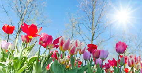 Fotomurales - Glück, Lebensfreude, Frühlingserwachen, Leben: Buntes, duftendes Blumenfeld im Frühling :)