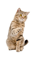 Playful Cat Scottish Straight, Sitting With A Raised Paw, Isolated On A White Background