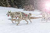 Fototapeta Psy - Sled dog racing alaskan malamute snow winter competition race
