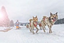 Sled Dog Racing Alaskan Malamute Snow Winter Competition Race