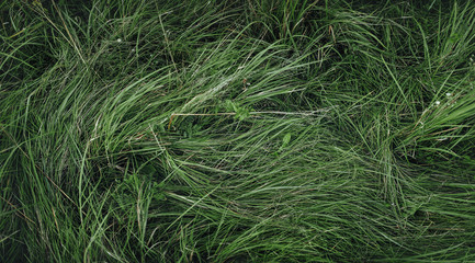 Poster - High green grass. Background, texture. Top view. Copy space.