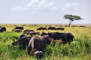 Wall Mural - the african buffalo, tanzania, africa