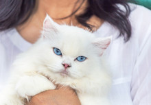 Close Up White Persian Cat Looking With Blue Eyes In Embrace Woman