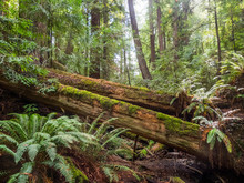 Fallen Trees, Armstrong Redwoods State Natural Reserve, California, United States, North America