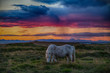 Island Pferd im Sonnenuntergang