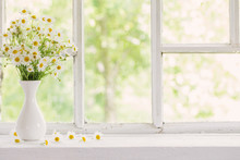 Chamomile In Vase On Windowsill