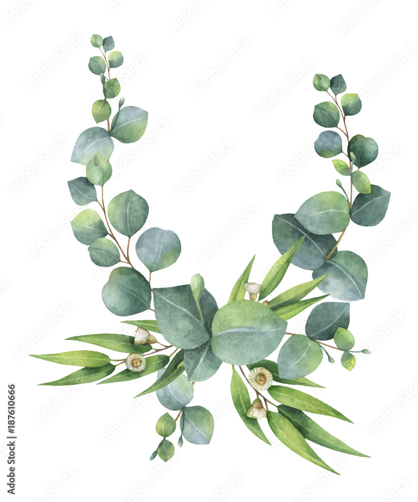 Watercolor vector bouquet with green eucalyptus leaves and branches ...