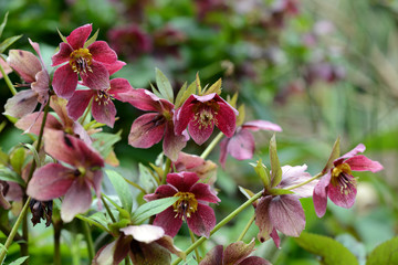 Wall Mural - red purple Hellebore hybrids blossom in garden