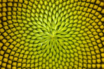 spiral pattern in the center of beautiful sunflower close up showing neatly and methodically arrange