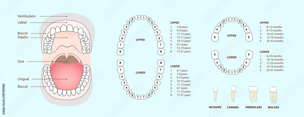 Set of human tooth & jaw anatomy, location of teeth in humans - adult ...