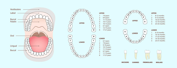set of human tooth & jaw anatomy, location of teeth in humans - adult & children, template & concept