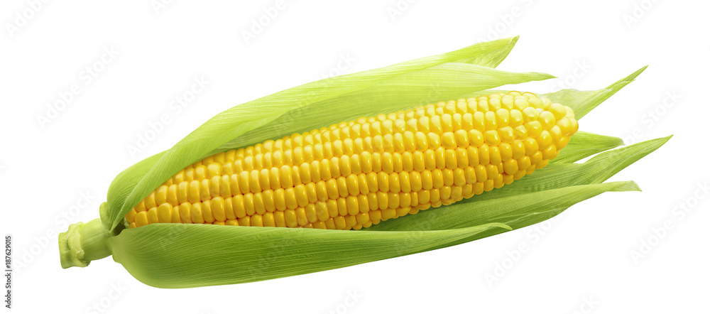 Single ear of corn isolated on white background - obrazy, fototapety, plakaty 