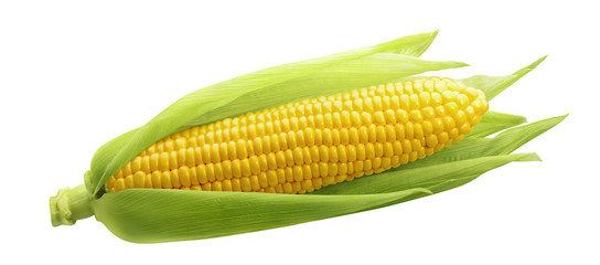 Single ear of corn isolated on white background