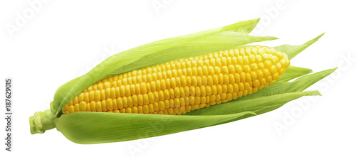 Fotomural Single ear of corn isolated on white background
