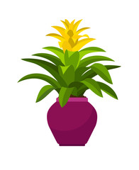 Wall Mural - Guzmania house plant in flower pot