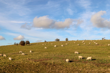 Sheep in a Field