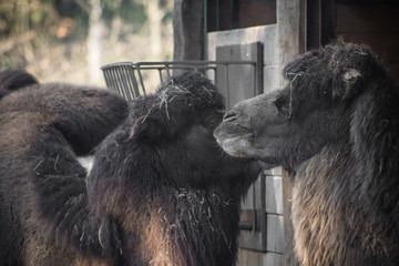 portrait of couple of dromadery camels