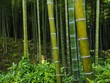 Bambus Wald Hintergrund
