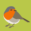 robin bird vector illustration flat style front