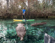 A teenager on the paddle boar swims among the manatees. State park of Florida, USA