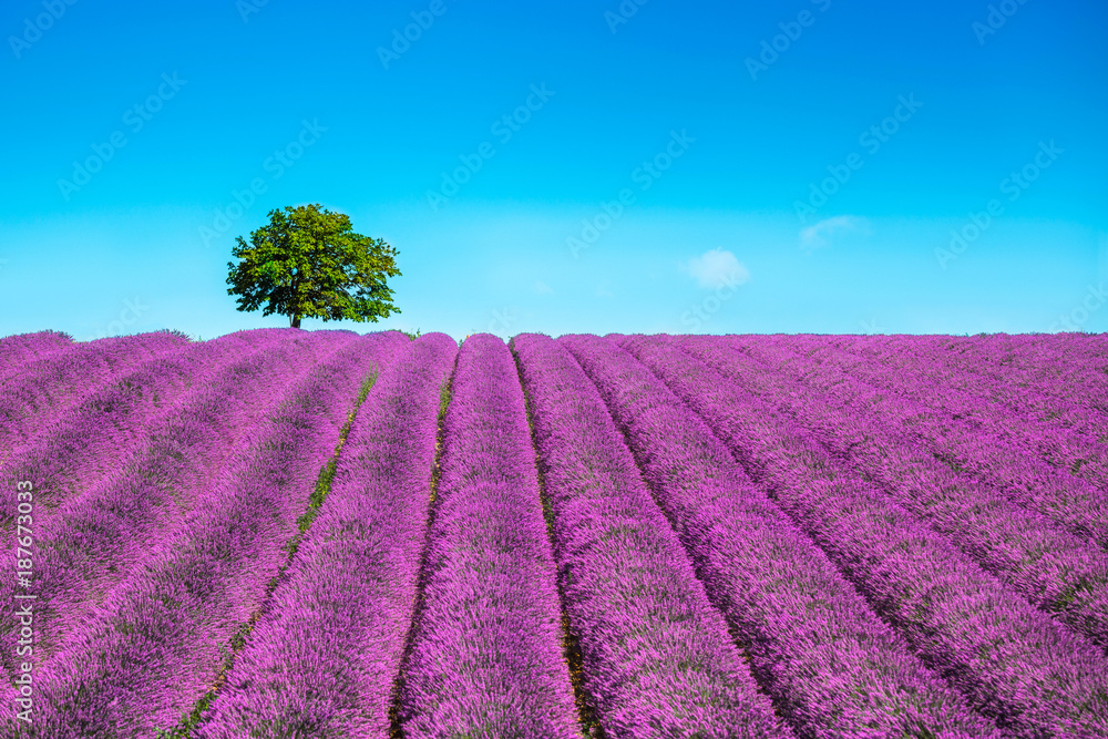 Lavender and lonely tree uphill. Provence, France - obrazy, fototapety, plakaty 