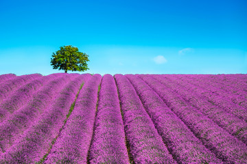 Wall Mural - Lavender and lonely tree uphill. Provence, France