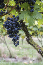 Close-up Of Red Grapes Growing At Vineyard