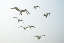 Low Angle View Of Seagulls Flying Against Clear Sky