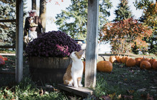 Cat Sitting On Wood With Pumpkins In Background At Yard