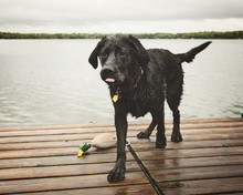 Wet Dog Standing On Pier Against Lake