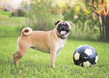 Pug Sticking Out Tongue While Standing By Ball At Park