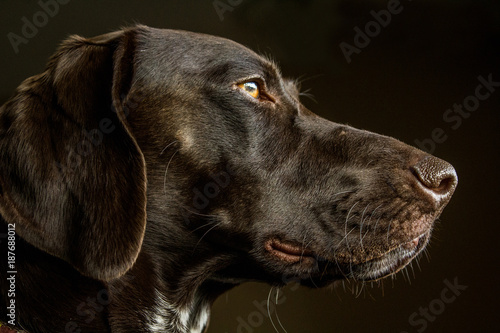 Closeup Of A German Shorthair Pointer Hunting Dog Buy This Stock