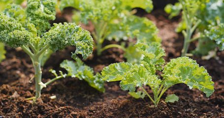 Planting kale in the farm