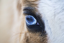 Horse With Blue Eyes