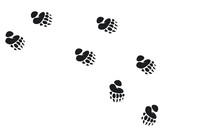 Bear Walking Foot Print Designs, Bear Foot Print Pattern