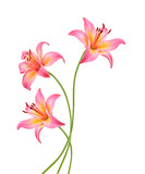 Fototapeta Motyle - Three pink lily flowers. Isolated on white background