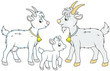 A small white kid, a goat and a he-goat, a vector illustration in funny cartoon style